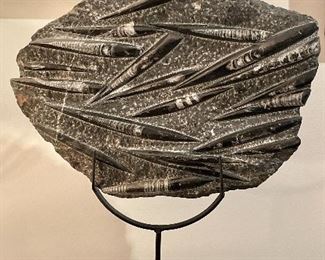 Item 48:  Large Polished Orthoceras Fossil Slab on Stand - 12.5" x 25":  $475