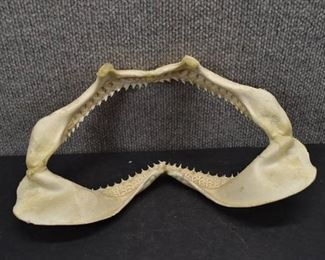 Shark Jaws Bones and Teeth | 12" x 6.25"