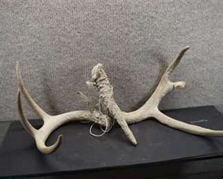 Pair Deer Antler Sheds | 17"x13"x11.5"