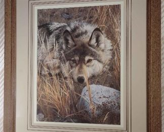 Framed Wolf Print by Robert Grace
