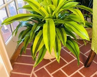Beautiful live corn plant in basket