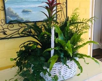 Mixed indoor live plants in a basket