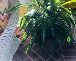 Live corn plant in a basket