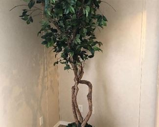 Silk Tree