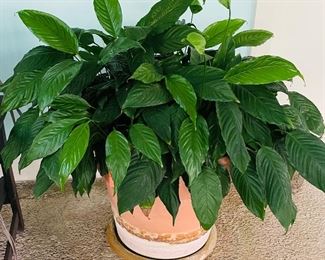 $60 peace lily 
