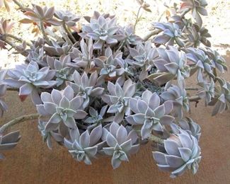 Ghost plant in container
