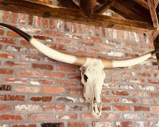 Authentic long horn skull