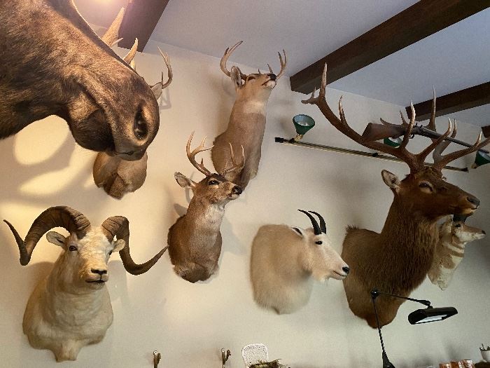 Beautiful specimens - Trophy North American taxidermy