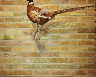 Pheasant mount - $125