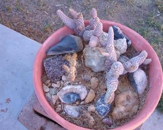 Pinecone cactus dish garden