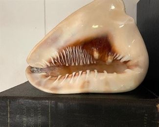 Large shell specimen 
