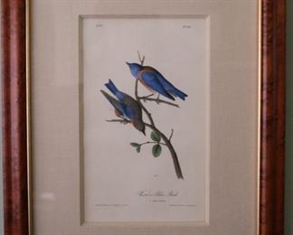 Audubon, Western Blue Birds