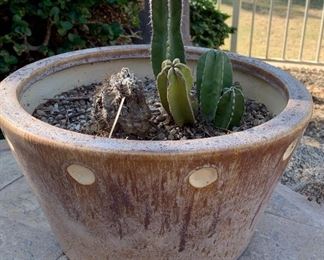 Small Potted Succulents