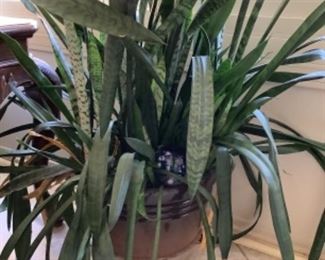 Snake Plant 