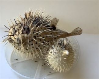 Puffer fish
