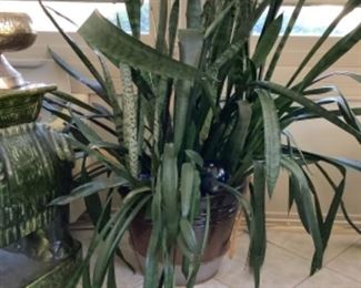 Snake plant