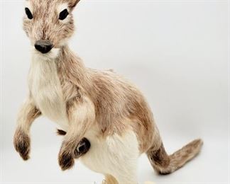 Small Taxidermy stuffed wallaby with Joey