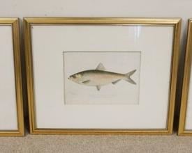 1194	3 FRAMED DENTON FISH PRINTS IN MATCHING GILT FRAMES, SOME FOXING, 21 3/4 IN X 18 1/2 IN INCLUDING FRAMES

