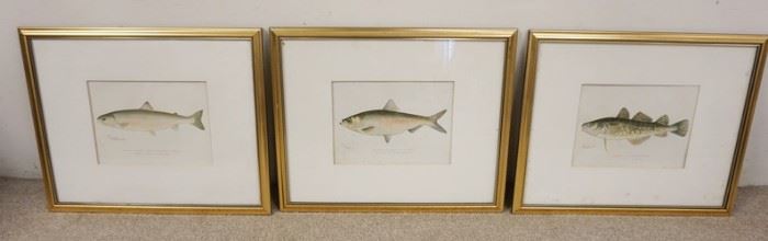 1194	3 FRAMED DENTON FISH PRINTS IN MATCHING GILT FRAMES, SOME FOXING, 21 3/4 IN X 18 1/2 IN INCLUDING FRAMES
