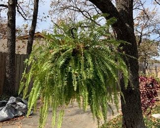boston fern