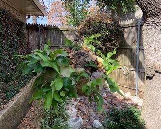 elkhorn fern, 35 years old, huge