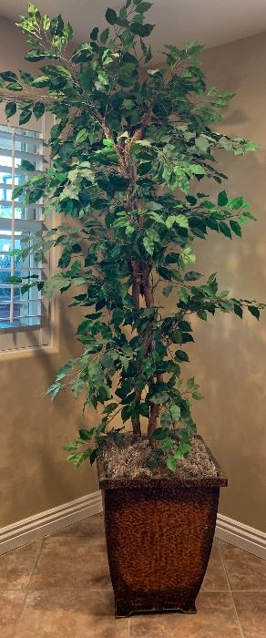 Large Silk Tree