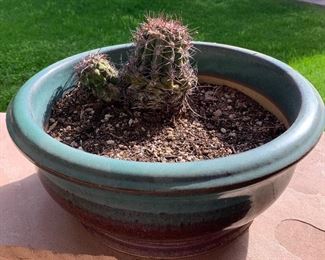 Assorted Pots & Potted Plants