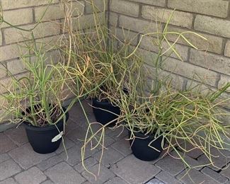 Assorted Pots & Potted Plants