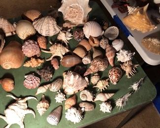 Exotic Sea shells