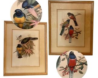 Pair of vintage John Gould avian prints/lithos; Trogan Ramoniana (left) printer H.C. Richter; Trogan Variegatus (right) printer W. Hart; appear to be hand-colored; 11 x 8.5 inches
