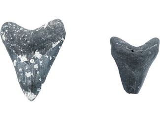 Megaladon Teeth