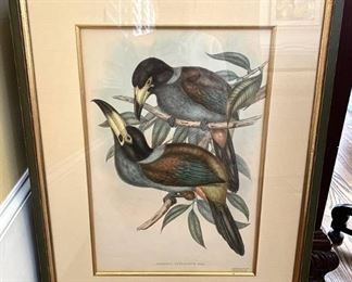Hooded Hill Toucan Original Antique Print