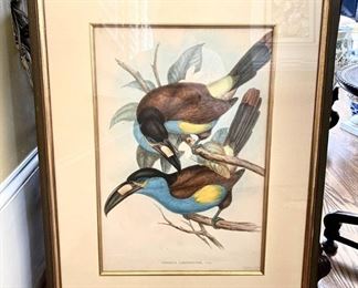 Laminated Hill Toucan Original Antique Print