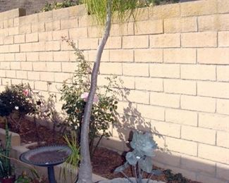 Birdbath, Potted Plants, Ponytail Palm, Fountain