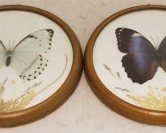 23 - Pair of Framed Butterflies 9 1/2 round