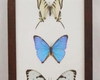 24 - Framed Butterflies 8 x 17 1/2