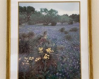 Framed Photo of Yucca and Bluebonnets in Bloom