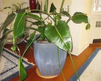 pair of Blue Ceramic Planter/Pot approx. 23"h x 17" d $150. each