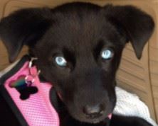 I'm trying to get Cher to let us host dog adoptions at some of our future sales, how fun would that be?