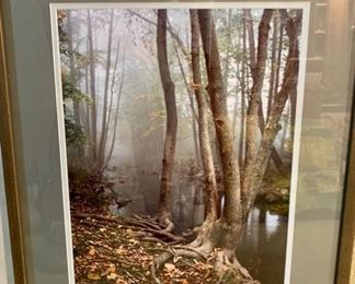 188. "Twisted Root's on Creek's Edge" Signed Photograph by Zungoli '82 66/300 (23" x 29")