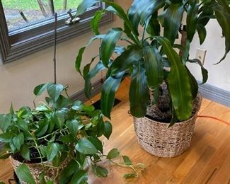 010 Ivy Corn Plant With Wicker Baskets