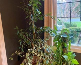 034 Ficus And Ivy House Plants