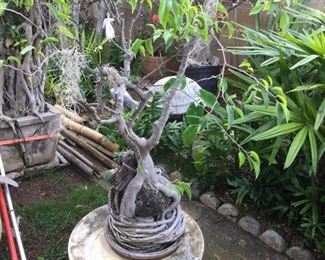 WLE059 - Large Plant & Round Table