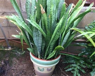 WLE060 - Large Mature Potted Plant