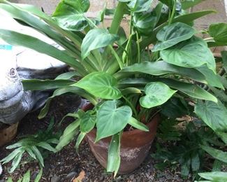 WLE062 - Terra Cotta/Clay Pot w/Two Plants In One