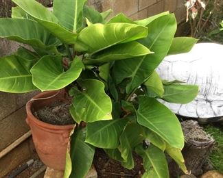 WLE063 - Plants For Your Enjoyment