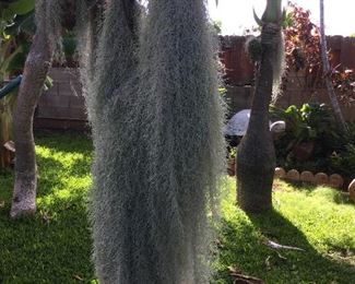 WLE088 - Hinahina/Pele's Hair Plant