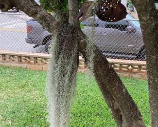 Wle227 Cast Iron Goldfish & Hinahina Pele's Hair Plants