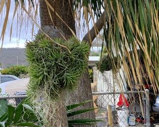 Wle228 Tillandsia Air Plants