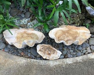 Wle238 Three Large Clam Shells